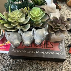 Succulents 