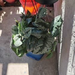 Pothos 