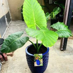 ELEPHANT EARS LARGE PLANT