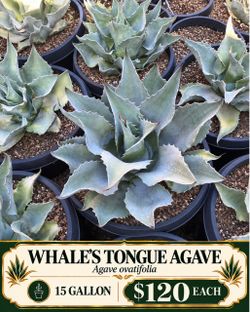 Whaleโs Tongue Agave (Agave ovatifolia)