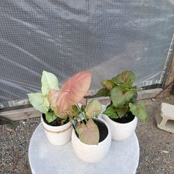 Syngonium Plants 4" Ceramic  Pot $5 Each