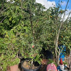 Barbados Cherry Tree