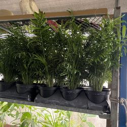 Neanthe Bella Palms In 6” Pot. SPECIAL PRICE 🤩