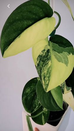 Scindapsus Jade Satin variegated