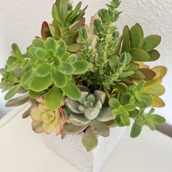 Succulent Arrangement In Ceramic Pot 