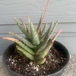 Aloe Plant Pink Tips