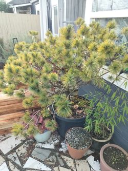 White Pine Blue Shag 