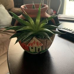 Planta Natural 