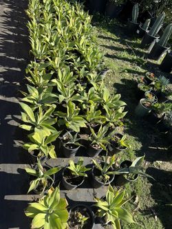 Fox Tail Agaves 