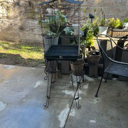 Bird Cage 