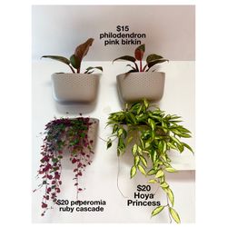 Plants (6”hoya & ruby cascade $20 each🌿4”pink birkin $15)