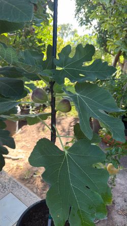 Fig tree