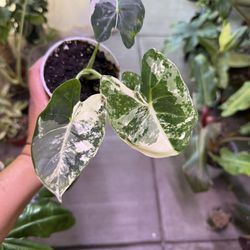 4” Variegated Alocasia Frydek