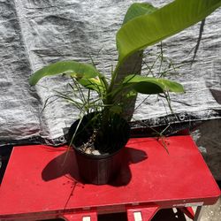 Banana Plant 