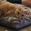 Tawny L