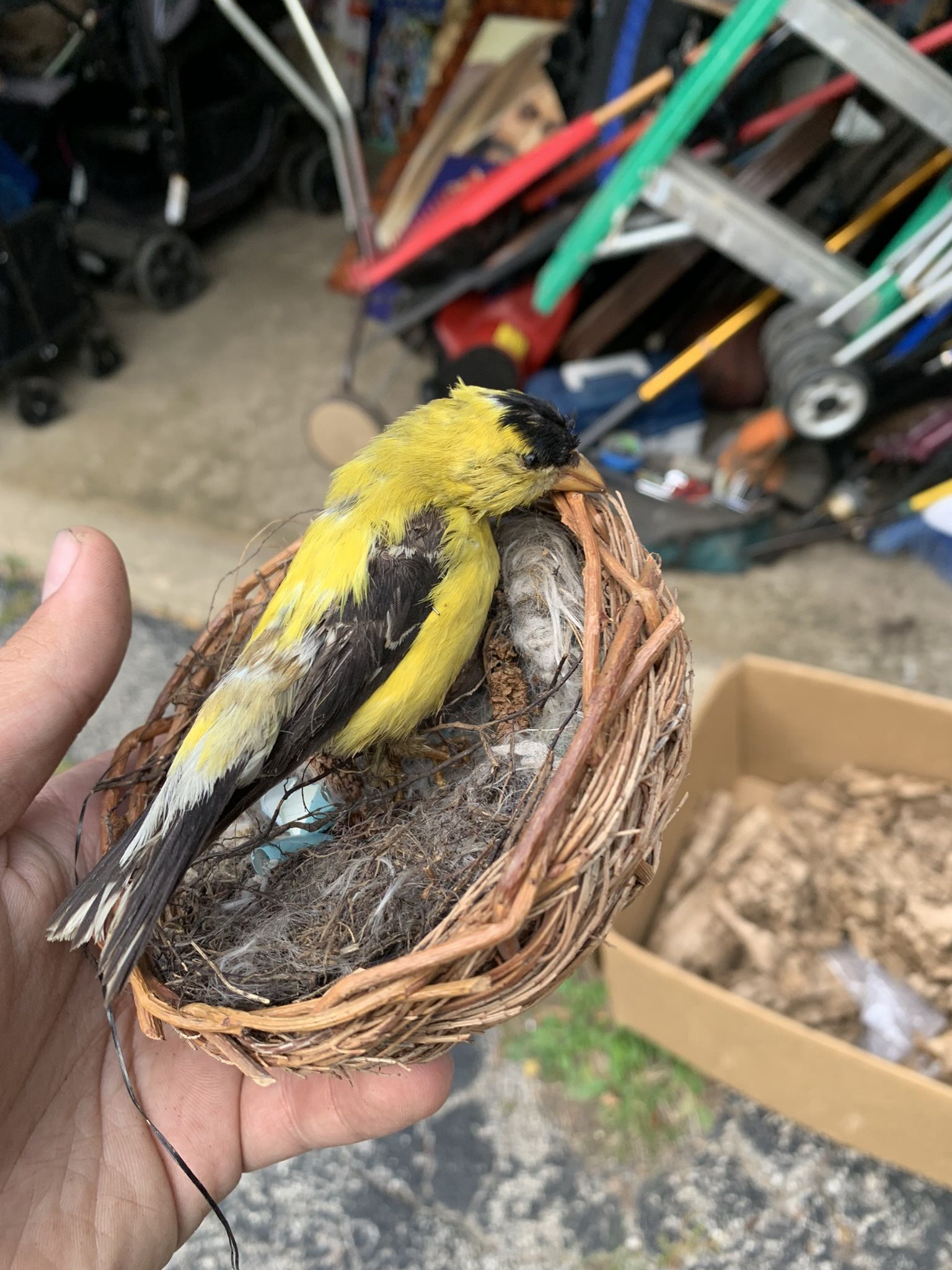 Taxidermy Finch Bird!! $60!!