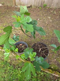 Fig Plant