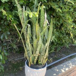 Ceramic Pot With Plant Included 12x12” Inches Pot 