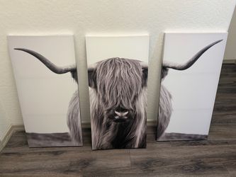 Highland cow picture