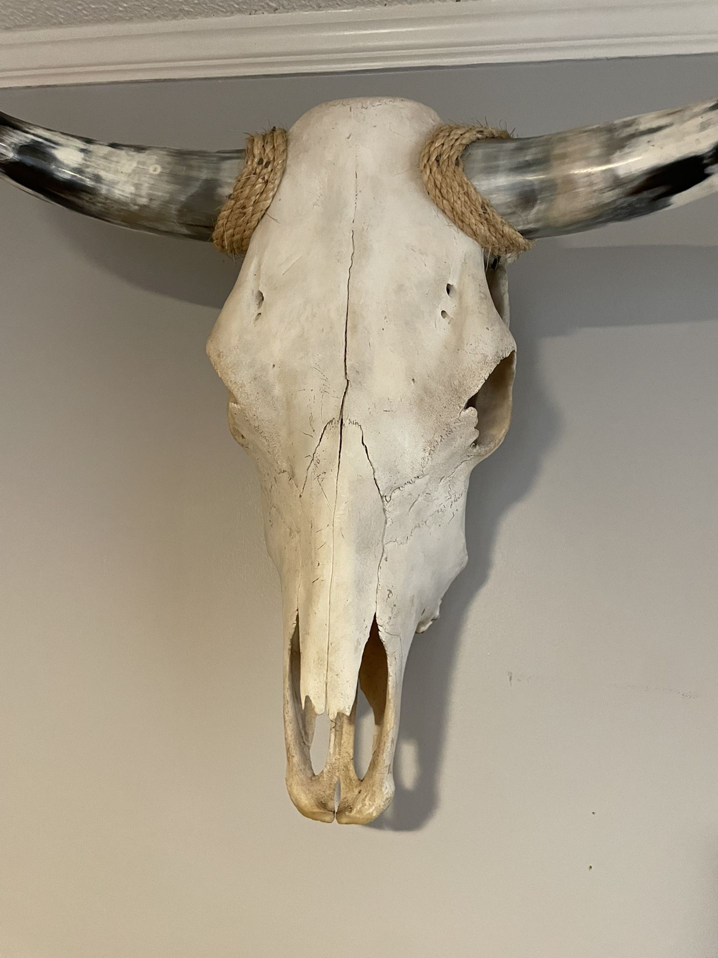 Vintage Cow Skull And Horns
