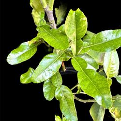 Free Fresh Pick Of Kaffir Lime Leaf