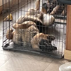 Dog Crate 