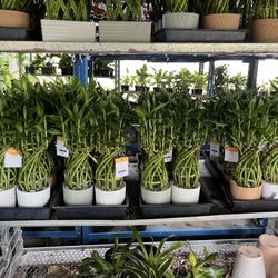 Lucky Bamboo In Clay Pot. SPECIAL PRICE 🤩