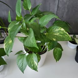 Golden Pothos Plant in a 4 inch White Pot. 