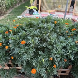 Marigolds Flower Plants 