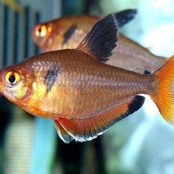 Serpae Tetra