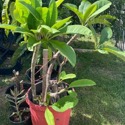 vendo plumeria roja en vote de 15 galones  