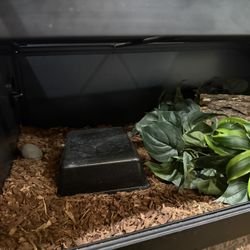 Boa Enclosure 