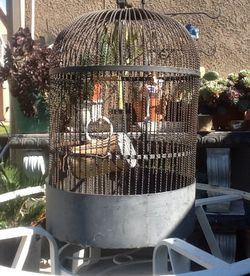Iron BIG bird cage