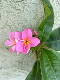 Plumería plant