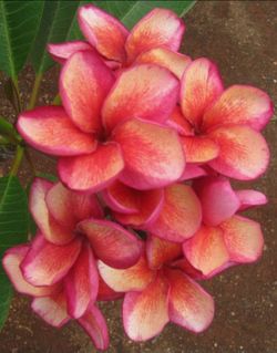 GRAFTED ( J.L. ALLISON ) ROOTED CUTTING PLUMERIA PLANT - 19" - 1 TIP