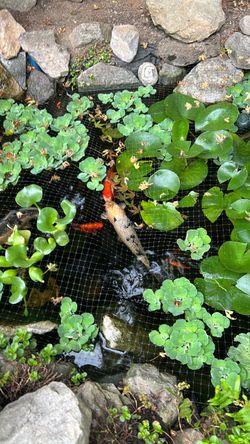 Black Koi Fish