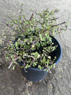 Jade plant