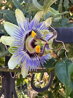 Passion flower plant with fragrance