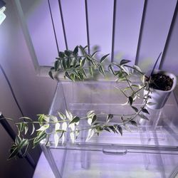 Outer Variegated Hoya Bella - 3” Self Watering Pot 