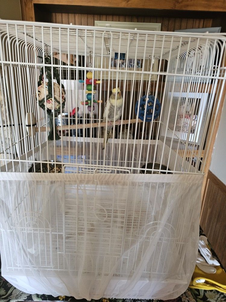 Cockateil