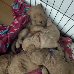 Golden Doodle crate