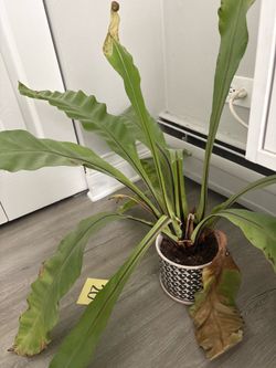 Bird’s Nest Fern Plant