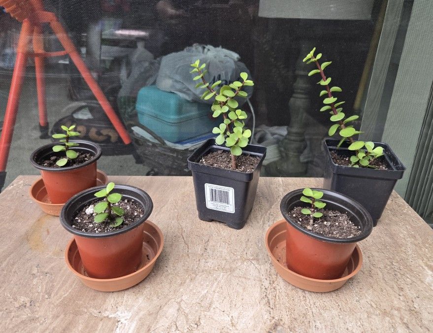 Small Jade Plants