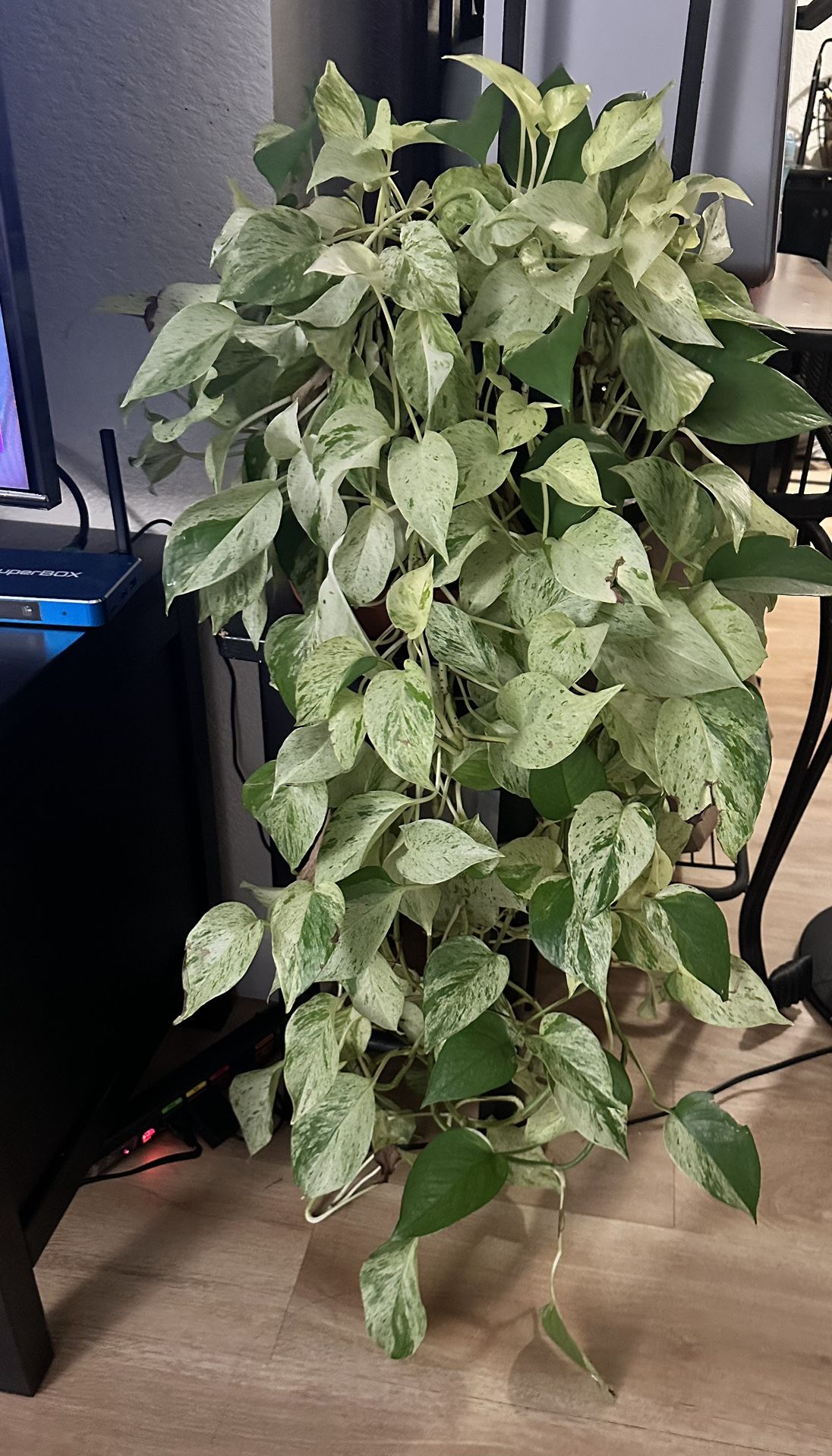 Marble Queen Pothos
