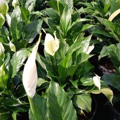 Beautiful peace lily flowers $15