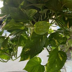 Golden Pothos