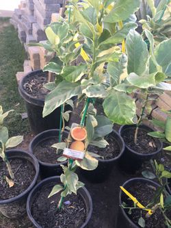 Fruit trees