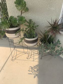 Plantas