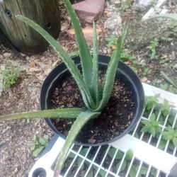 Aloe Plant 