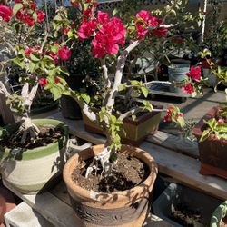Bonsai Bougainvillea 